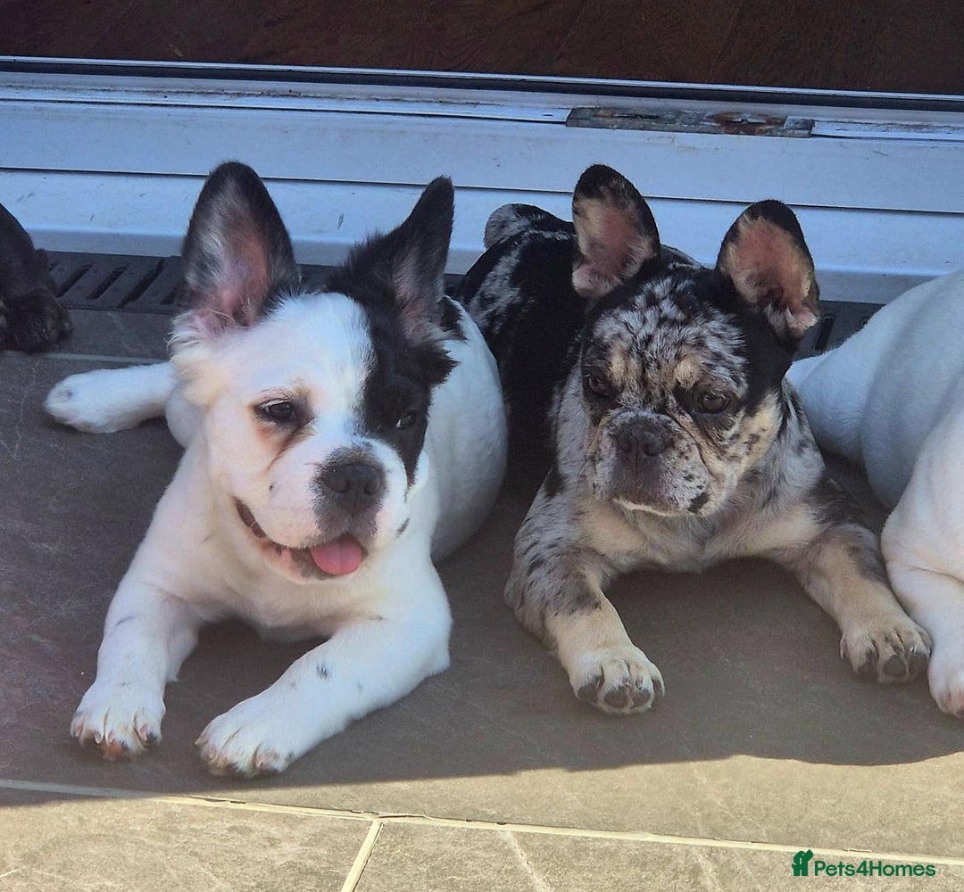 French Bulldog dogs for sale: Frenchy's stunning and ready to go - Image 7