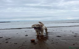 Goldendoodle dogs for stud: **PROVEN**Miniature Golden Doodle**STUD** in Darlington - Image 17