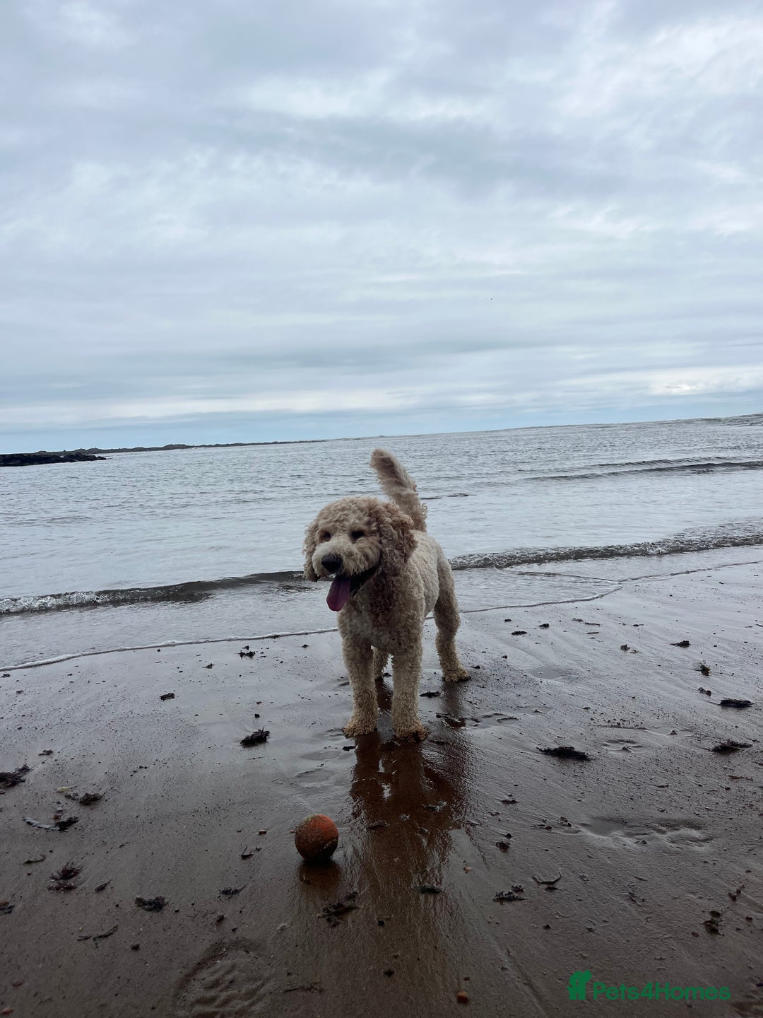Goldendoodle dogs for stud: **PROVEN**Miniature Golden Doodle**STUD** in Darlington - Image 17