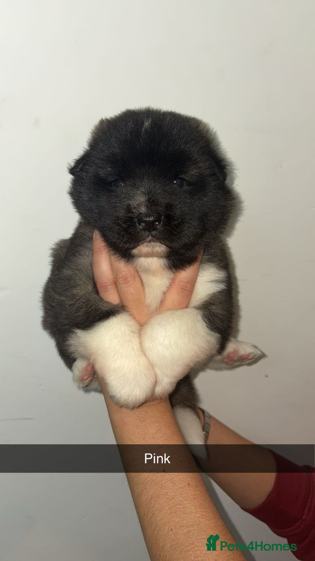 Mixed Breed dogs for sale: 3/4 American Akita x Husky  - Advert 6