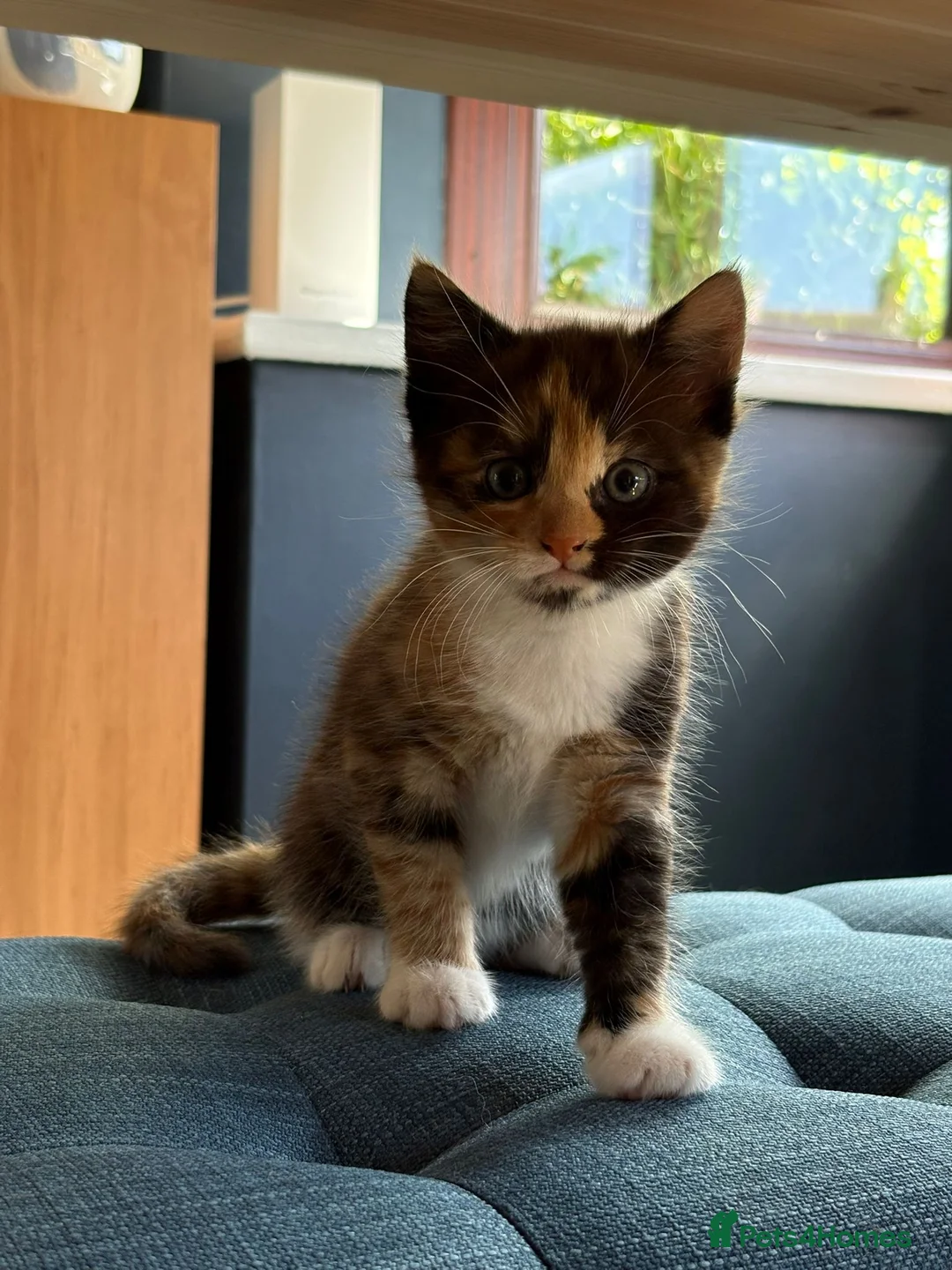 Maine Coon cats for sale: Maine Coon X female kitten  - Advert 4