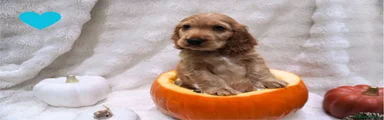 Orange boy Koda
