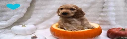 Cocker Spaniel dogs for sale: Beautiful cocker spaniel puppies  - Advert 13