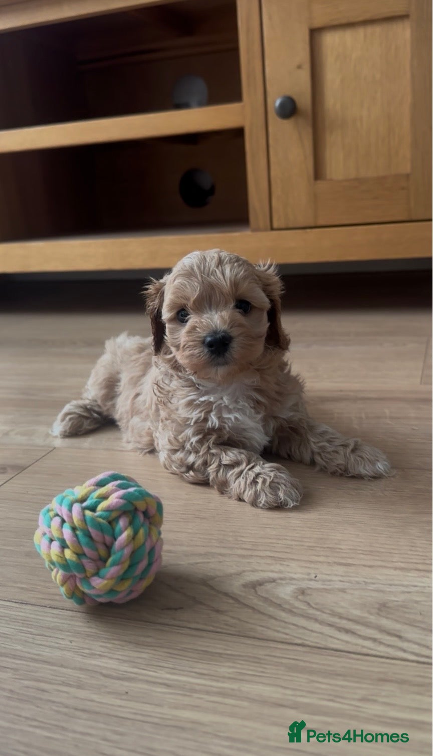 Maltipoo dogs Beautiful F1 Maltipoo’s  - Advert 9