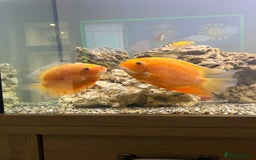 Cichlids fish for sale: Red spotted Severum pair  - Image 3