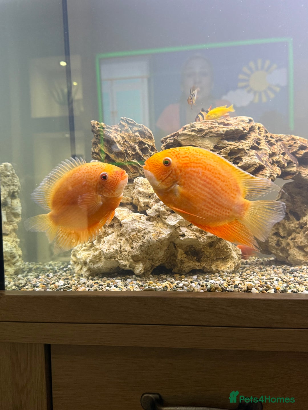 Cichlids fish for sale: Red spotted Severum pair  - Image 3