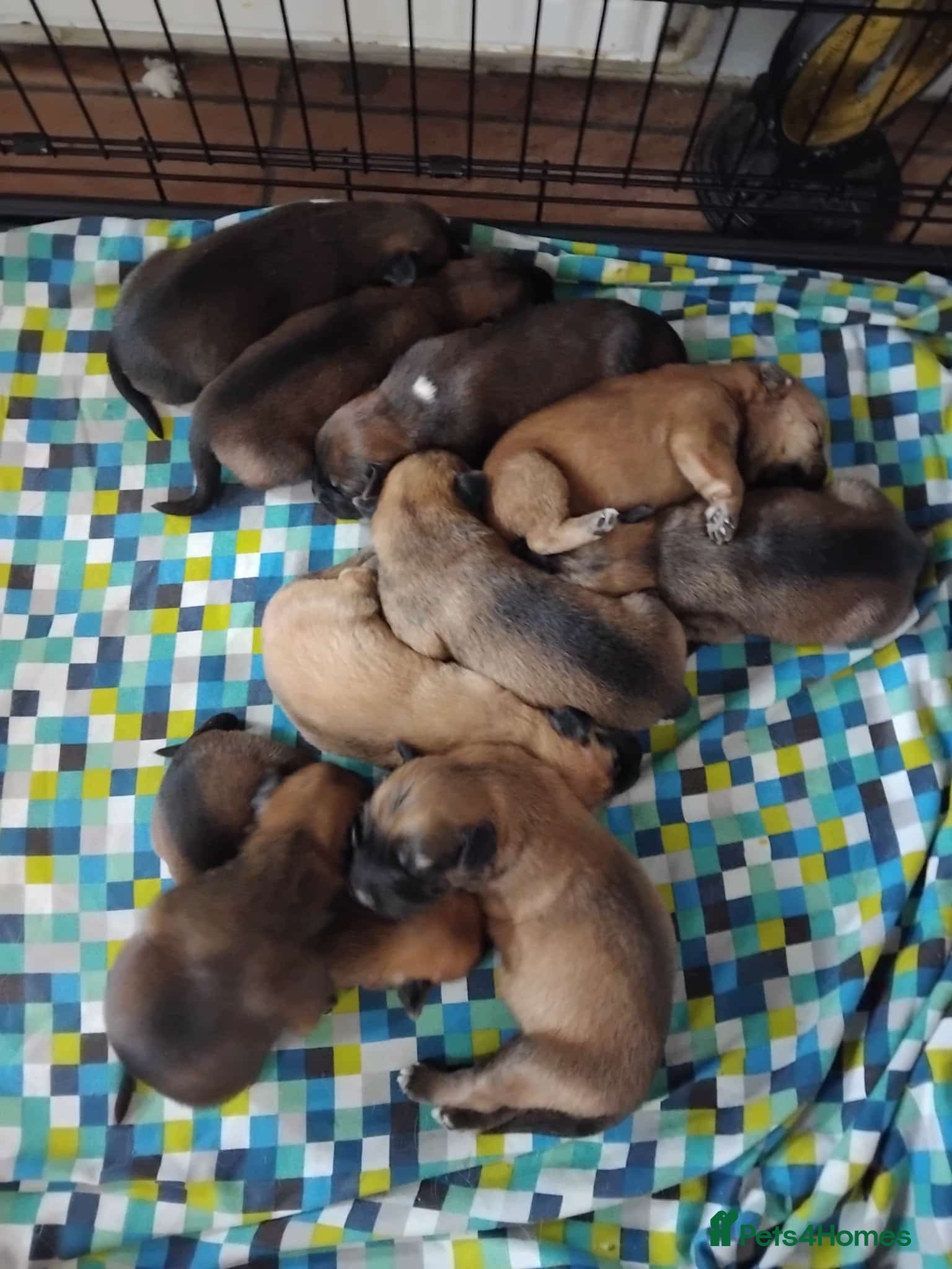 Mixed Breed dogs 10 puppy’s 6 boys 4 girls ready in 7/8weeks  - Advert 12