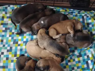 Mixed Breed dogs 10 puppy’s 6 boys 4 girls ready in 7/8weeks - Advert 12