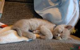 British Longhair cats for sale: 4 British hair kittens  - Image 9