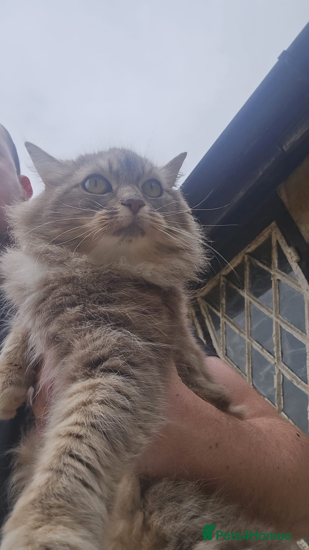 Maine Coon cats for sale: Handsome Boy Maine Coone X British short hair - Image 4