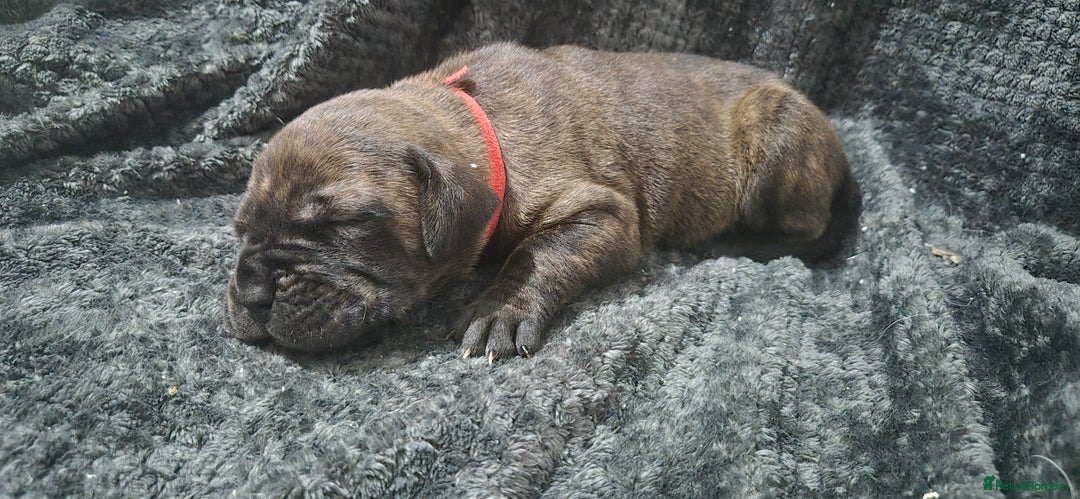 Mixed Breed dogs for sale: Outstanding Mastiff Puppies looking for homes  - Advert 3