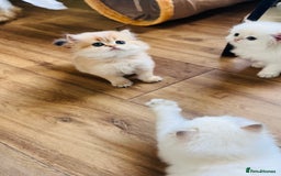 British Longhair cats for sale: 🐾🤩❤️Gold Angels - tiny stars 🐾❤️🐱 - Image 12
