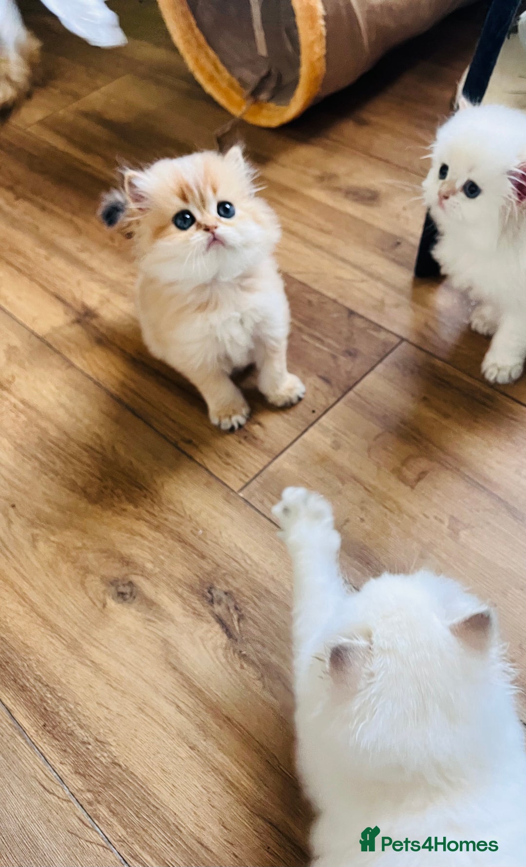 British Longhair cats for sale: 🐾🤩❤️Gold Angels - tiny stars 🐾❤️🐱 - Image 12