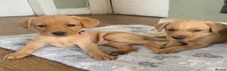 Labrador Retriever dogs for sale: Adorable KC Labrador puppies 🐾 - Advert 8
