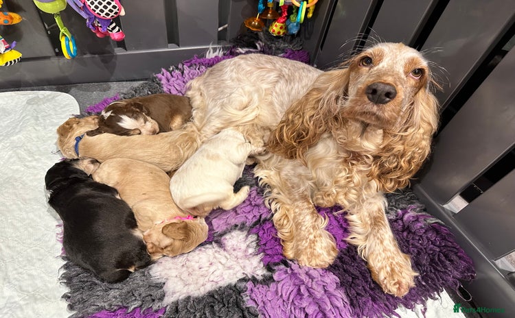 Cockapoo dogs - Advert 7