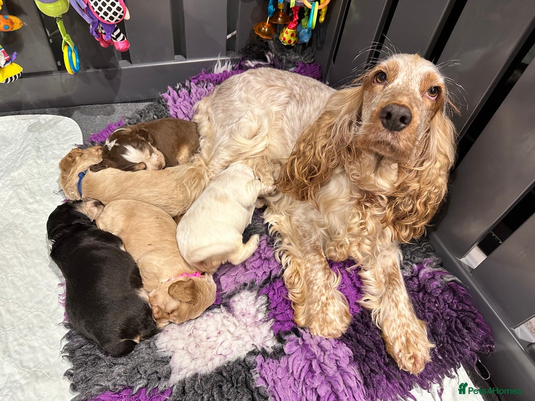 Cockapoo dogs for sale: F1 Cockapoos, from KC Show cocker x mini poodle  - Image 1