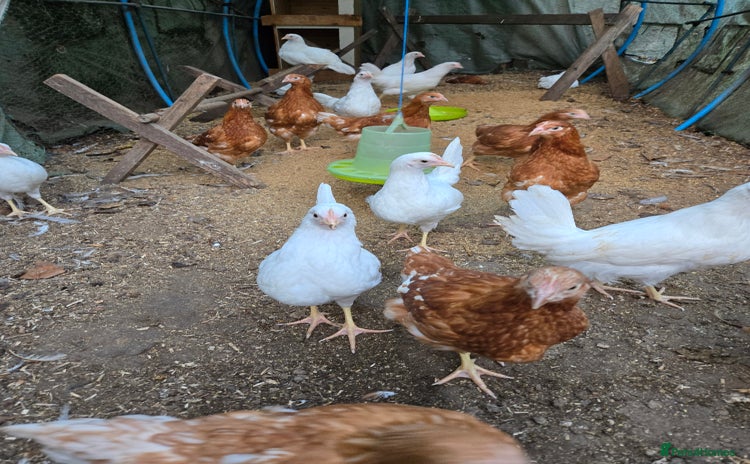 Chickens poultry Whitestars and Bovan Browns  - Advert 7