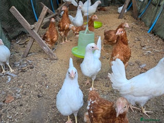 Chickens poultry Whitestars and Bovan Browns - Advert 5