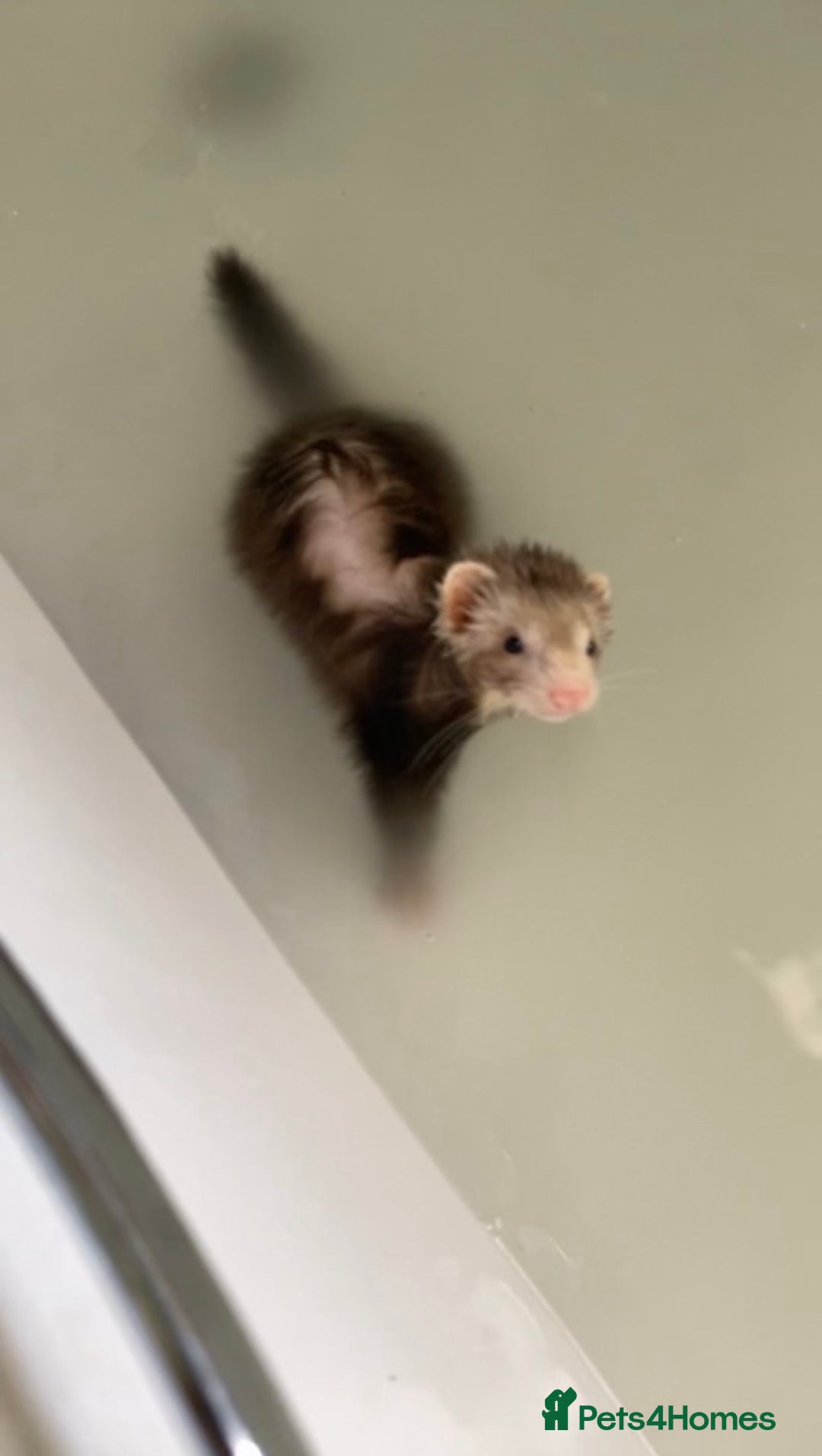 Ferret rodents for sale: bambi and kiko - Advert 6