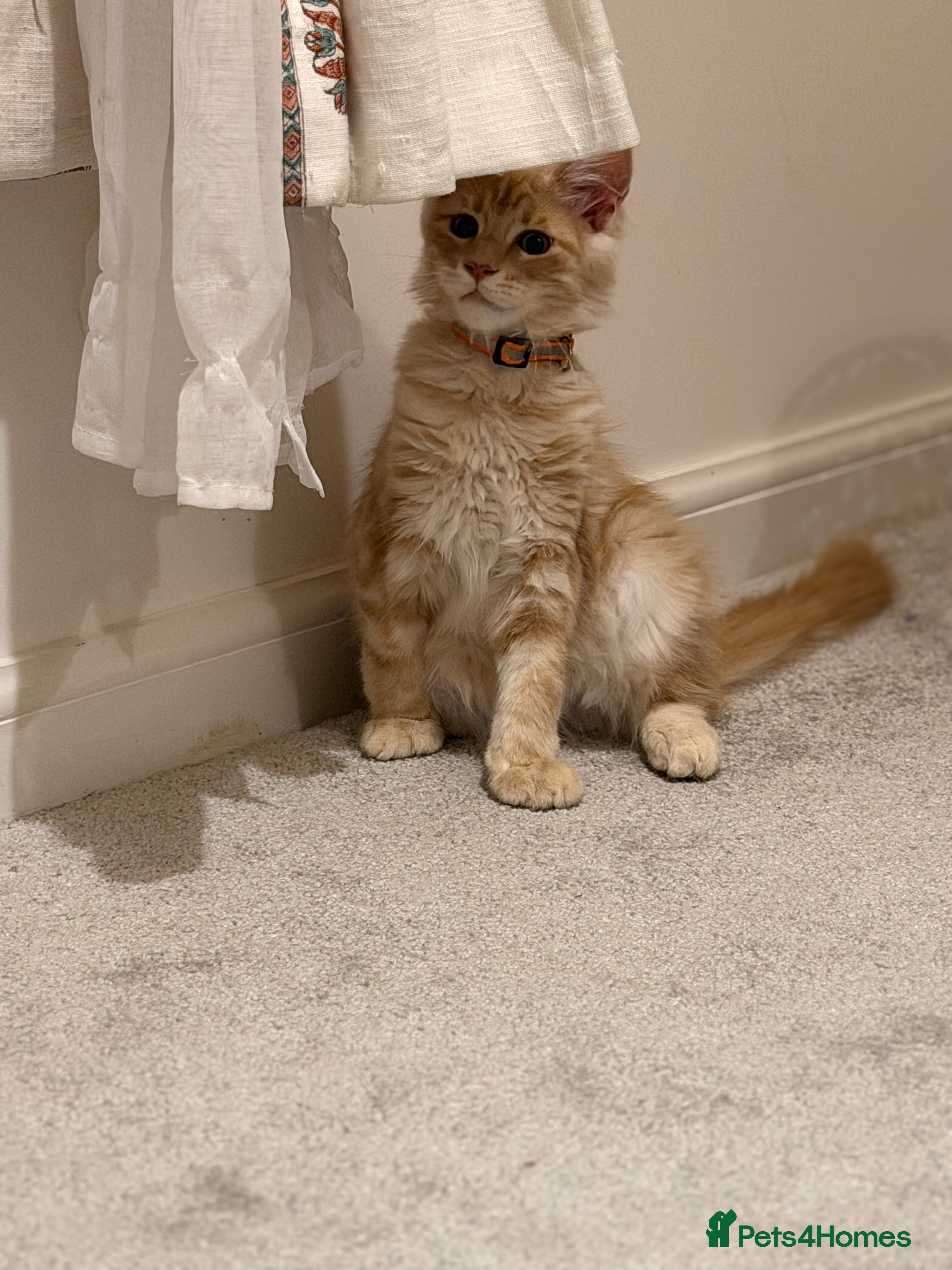 Maine Coon cats ONLY 1 AVAILABLE- Ready to leave Maine Coon kitten - Advert 2