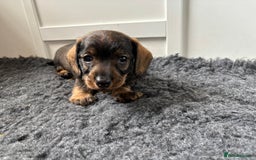 Miniature Dachshund dogs for sale: Miniature Wire-Haired Dachshund in Crediton - Image 5