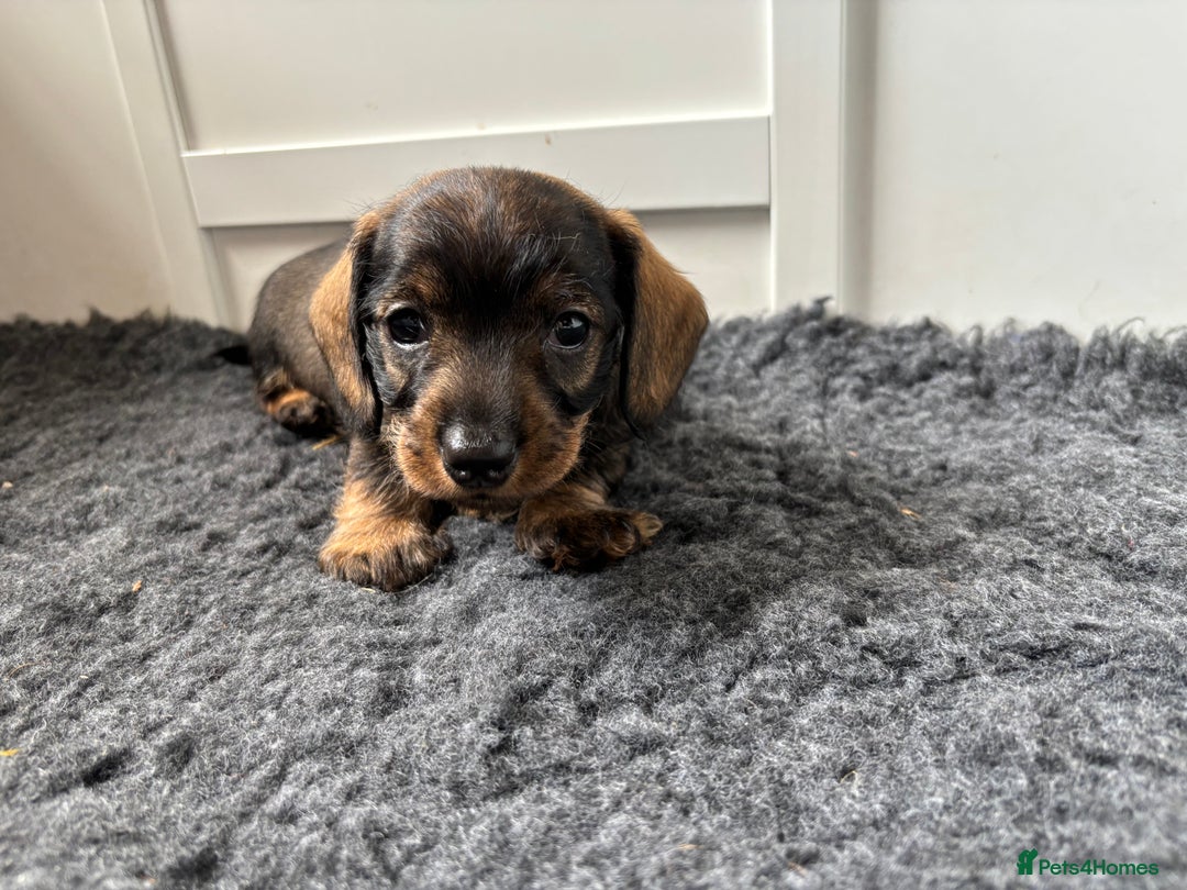 Miniature Dachshund dogs for sale: Miniature Wire-Haired Dachshund in Crediton - Image 5
