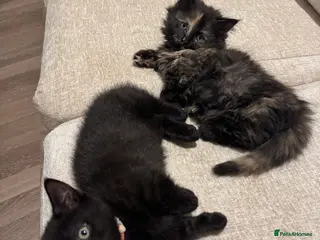 Munchkin cats 💎 MUNCHKIN KITTENS (1 remaining short-legged boy) - Advert 5