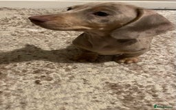 Miniature Dachshund dogs for sale: KCRegistered Miniature SmoothHaired Dachshund Boys - Image 19