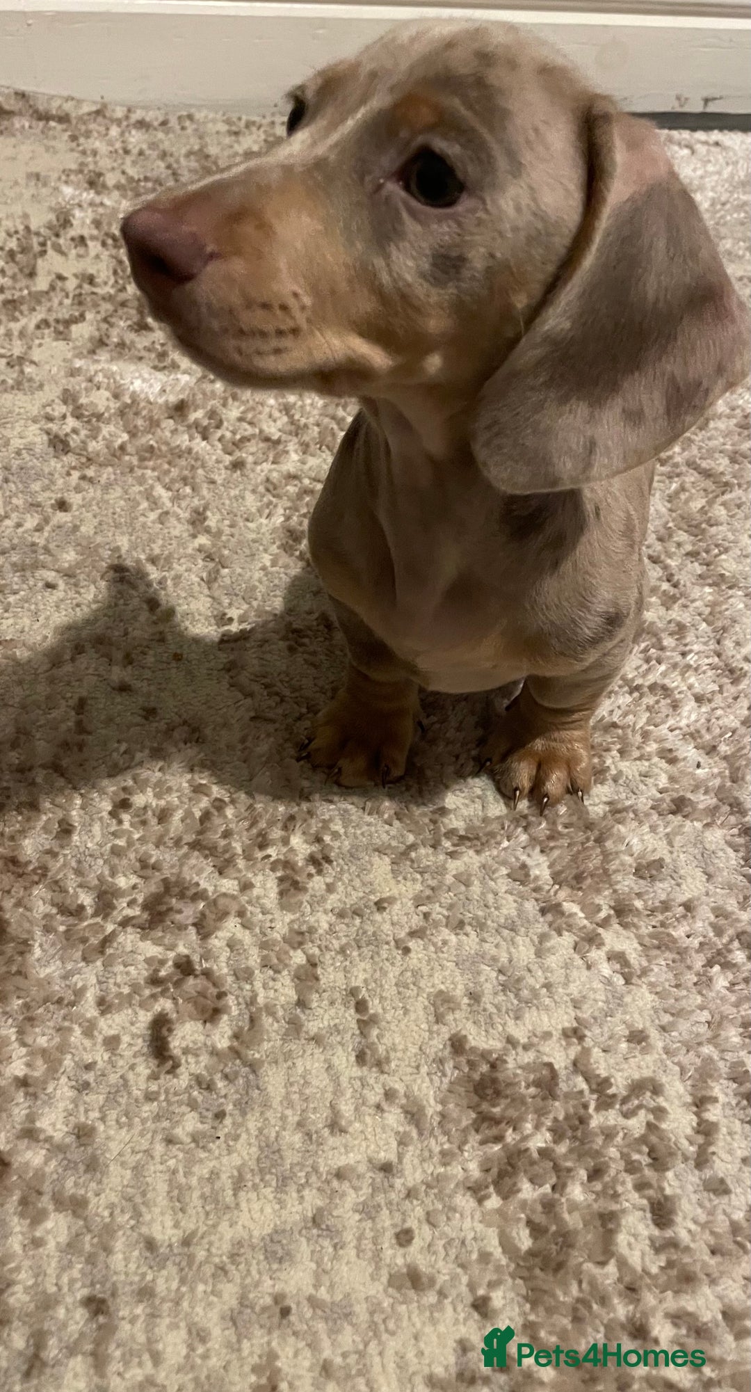 Miniature Dachshund dogs for sale: KCRegistered Miniature SmoothHaired Dachshund Boys - Image 19