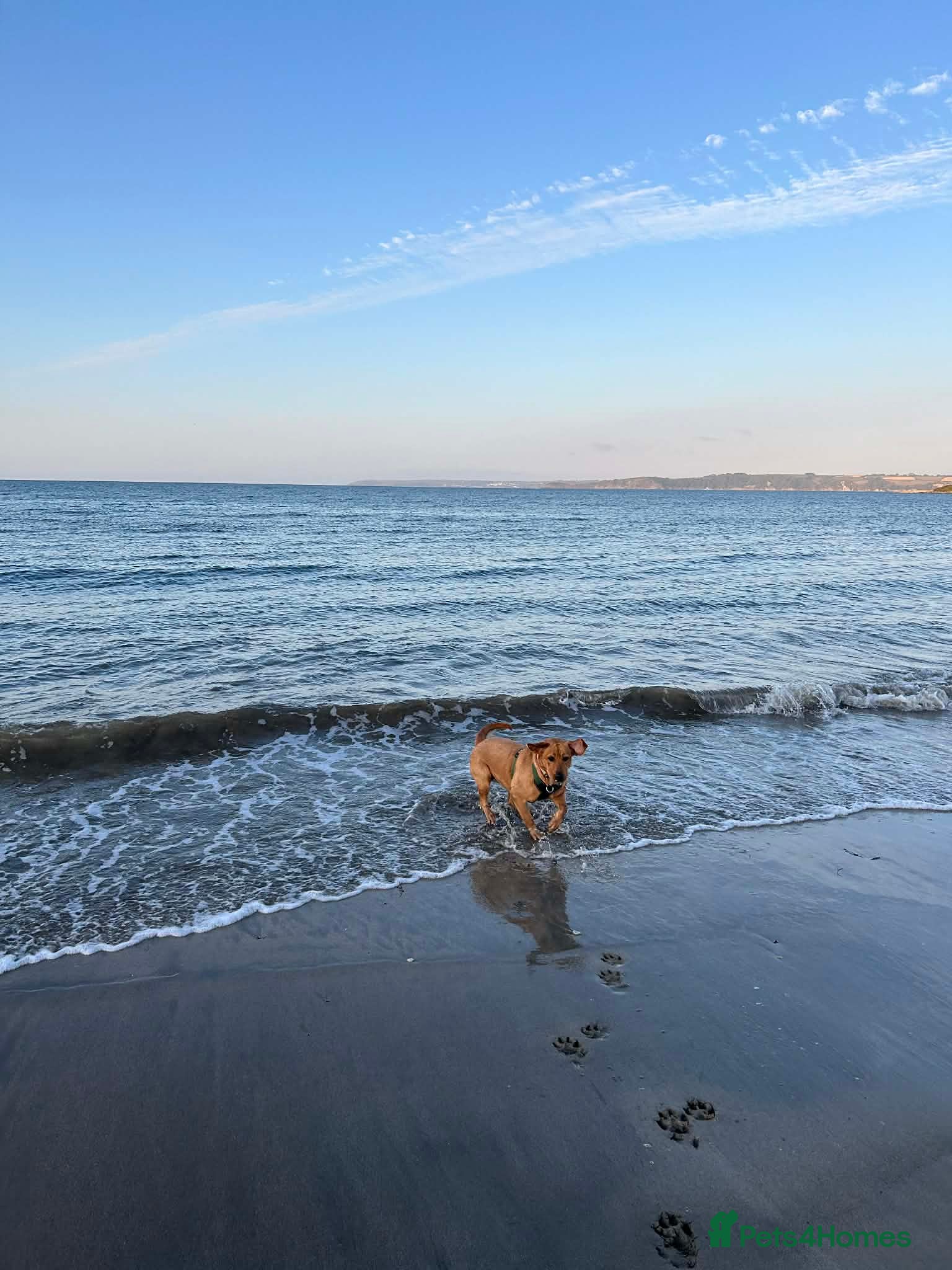 Labrador Retriever dogs Puppies for sale - Advert 1