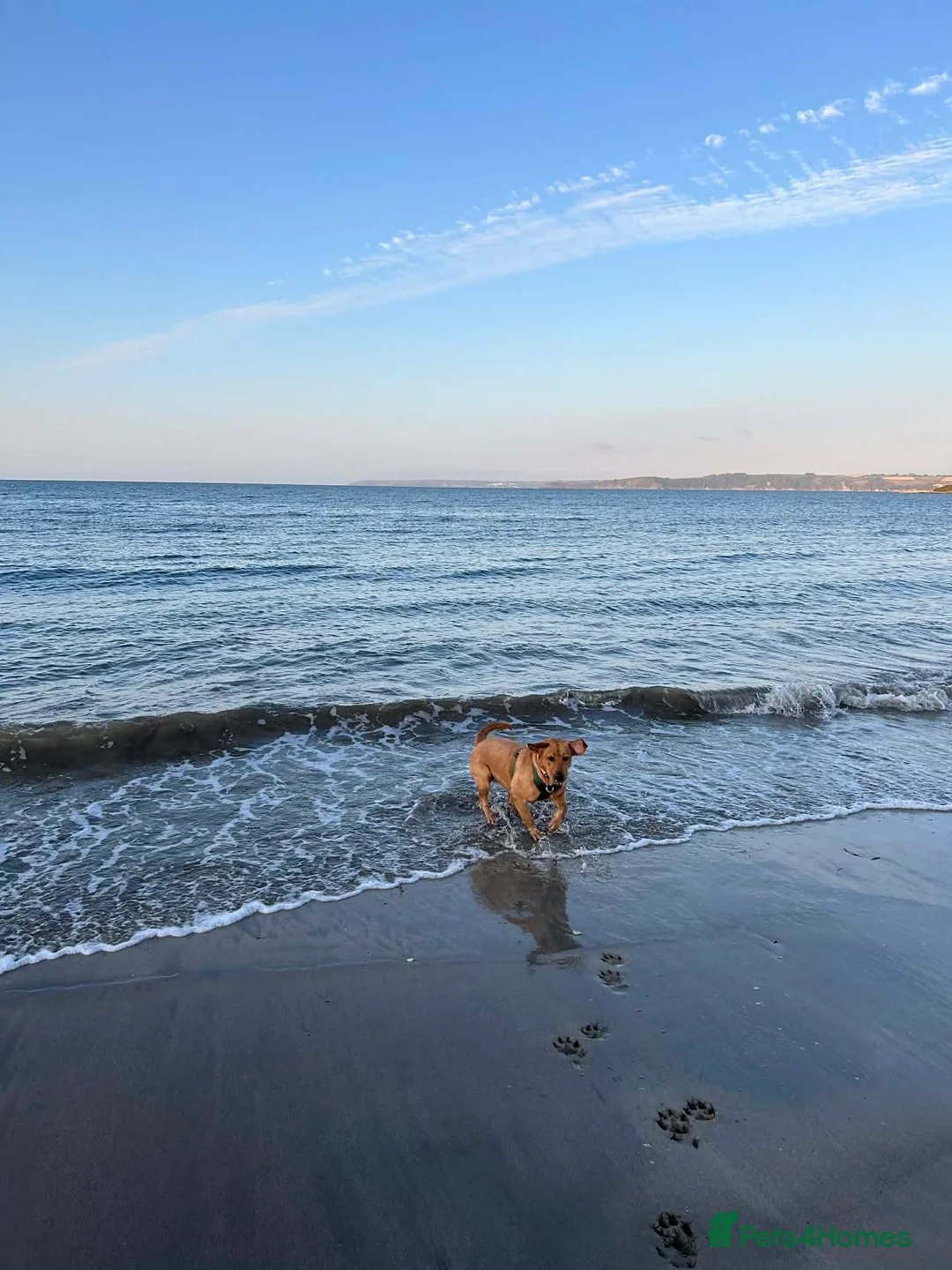 Labrador Retriever dogs for sale: Puppies for sale - Advert 1