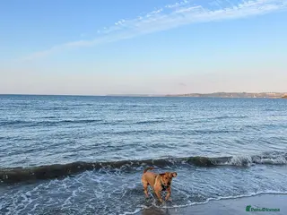 Labrador Retriever dogs Puppies for sale - Advert 1