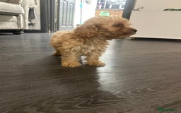 Cockapoo dogs for sale: Adorable Cockpoo looking for his forever home - Image 5