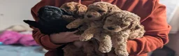 Miniature Poodle dogs for sale: Health Tested Miniature Poodles - 6 weeks old - Advert 3