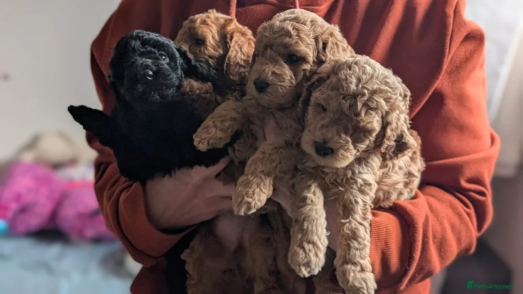Miniature Poodle dogs for sale: Health Tested Miniature Poodles - 6 weeks old - Advert 3