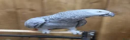 Parakeets birds for sale: African grey tamed and talk - Advert 6