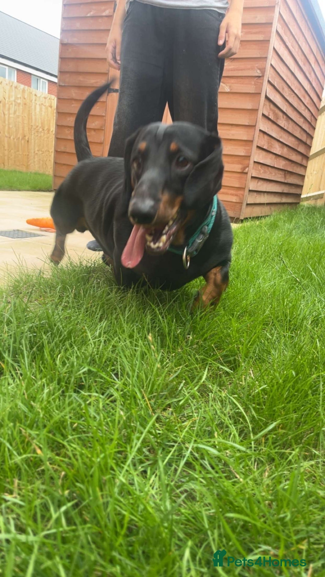 Dachshund dogs for sale: Loving 2 year old Dachshund- Rehoming - Image 4
