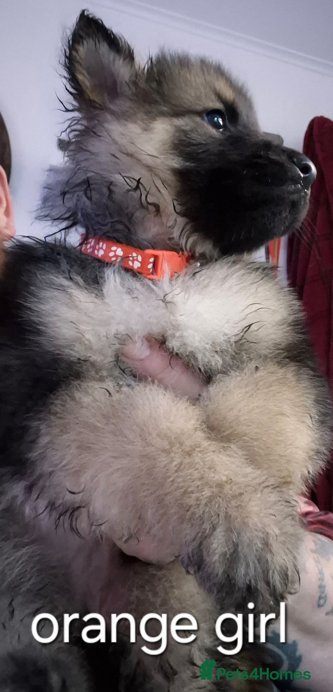 German Shepherd dogs for sale: German Shepherd puppies  - Advert 2