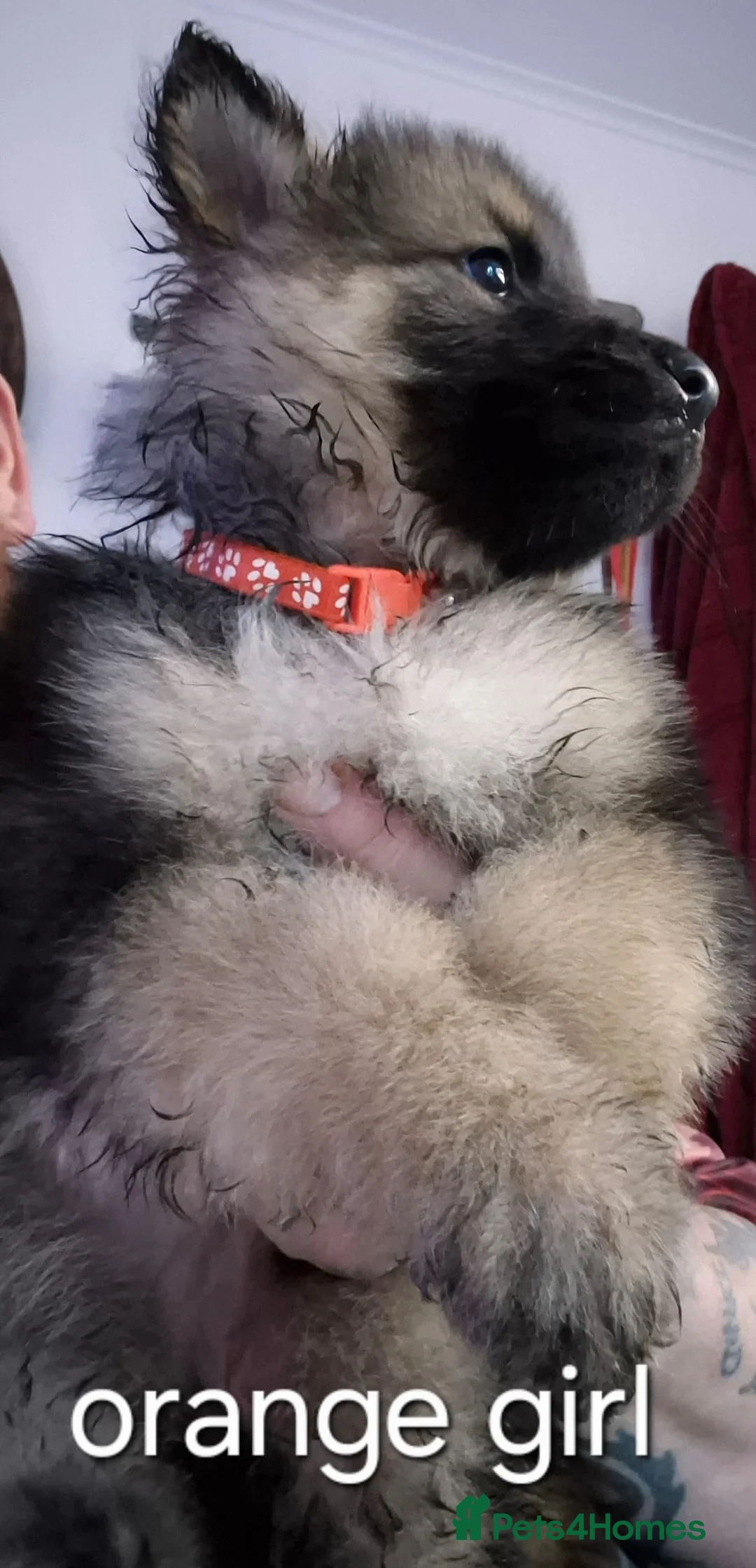 German Shepherd dogs for sale: German Shepherd puppies  - Advert 2