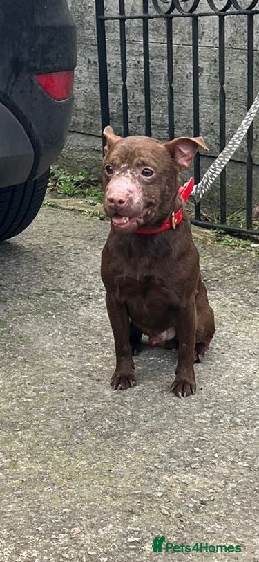 Patterdale Terrier dogs 2and half year old patterdale  - Advert 3