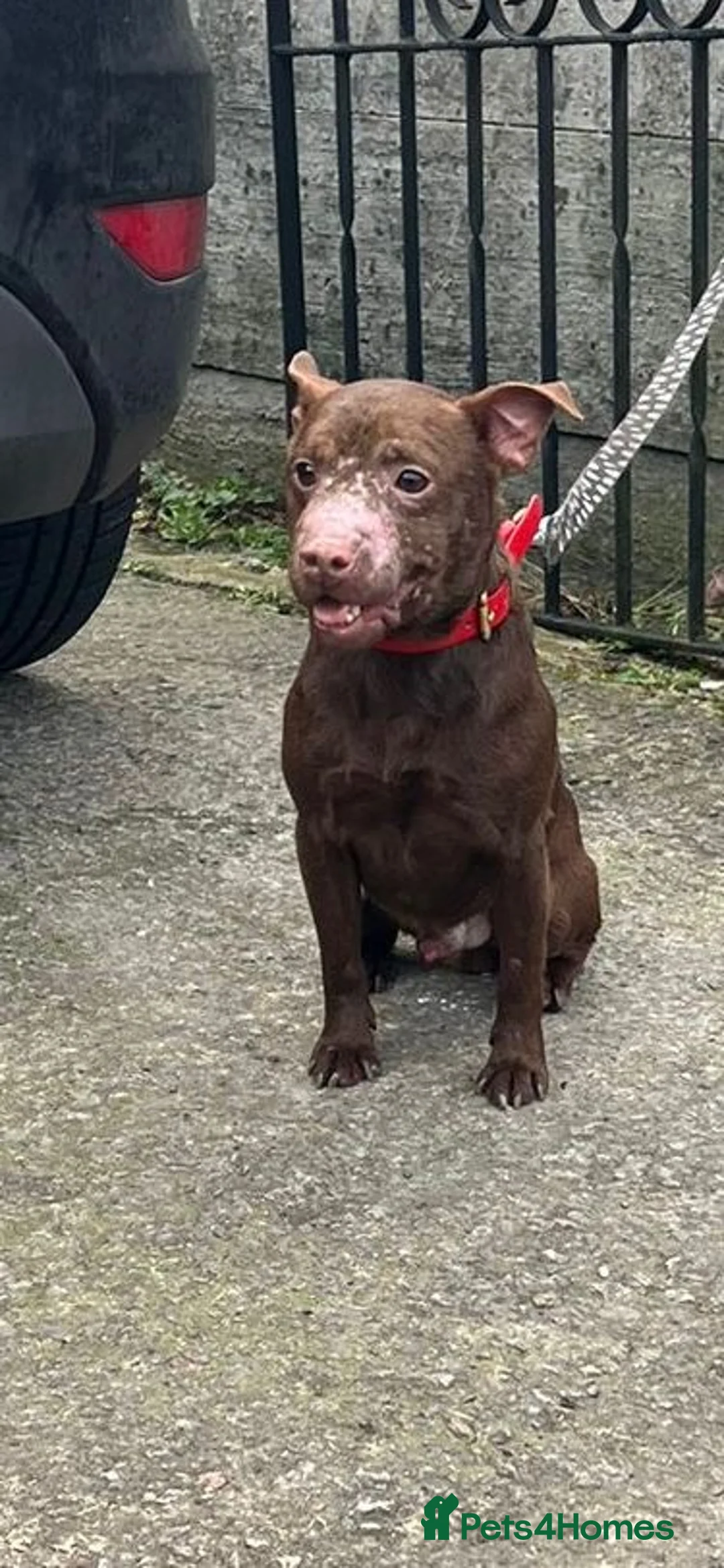 Patterdale Terrier dogs for sale: 2and half year old patterdale  in Chorley - Advert 1