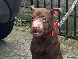 Patterdale Terrier dogs 2and half year old patterdale - Advert 3