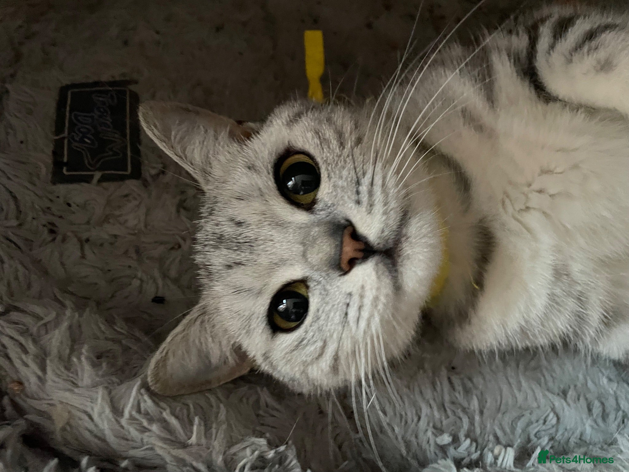 British Shorthair cats GCCF castrated 💙 BOY and GIRL 🩷 - Advert 1