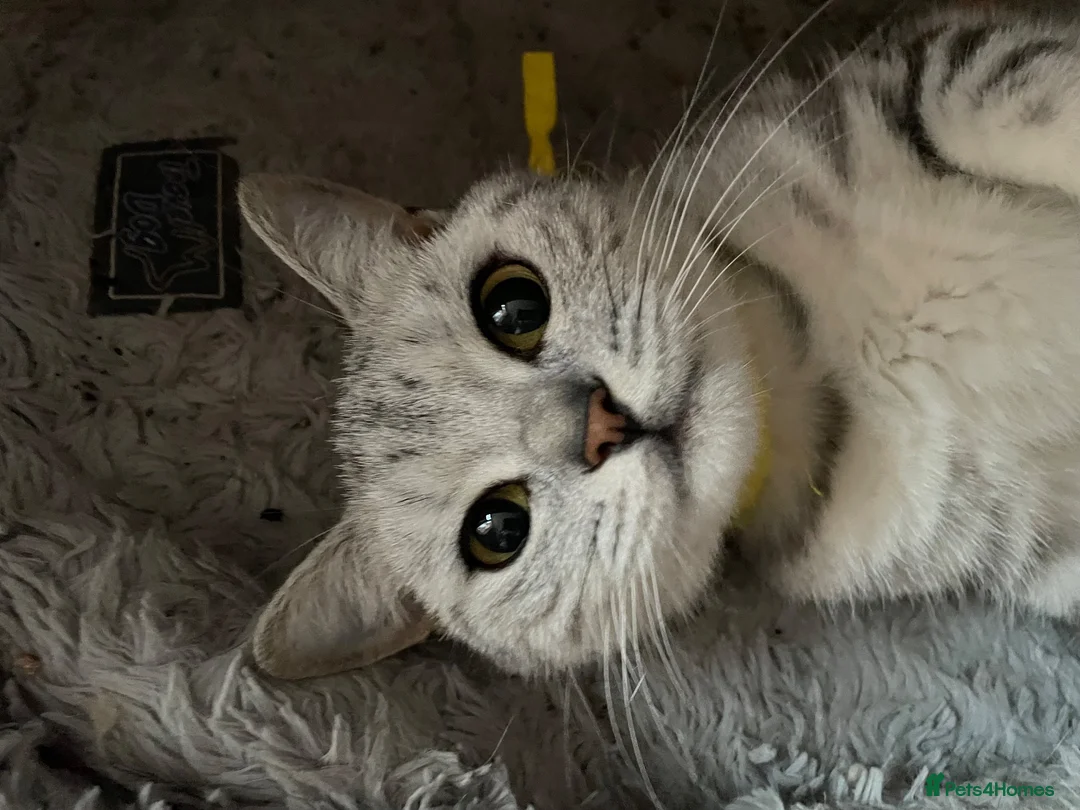 British Shorthair cats for sale: GCCF castrated 💙 BOY and GIRL 🩷 - Advert 1
