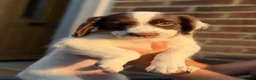 English Springer Spaniel dogs for sale: Lovely boy left £1055,Kc reg, health cleared  - Advert 6