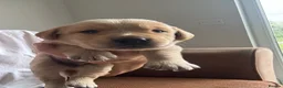 Goldador dogs for sale: Gorgoeus Goldador’s Health tested  - Advert 1