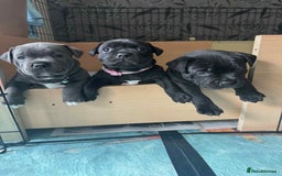 Staffordshire Bull Terrier dogs for sale: Puppies  - Image 2