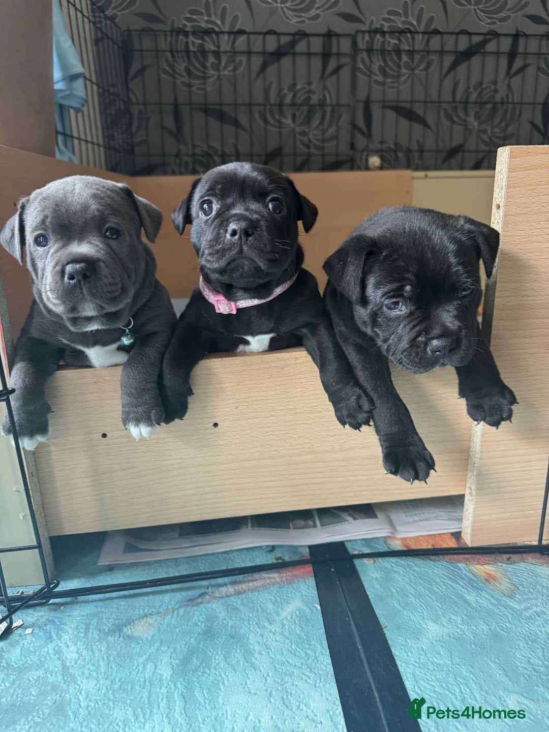 Staffordshire Bull Terrier dogs for sale: Puppies  - Image 2