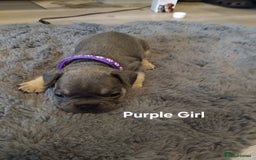 French Bulldog dogs for sale: Beautiful chunky Frenchies - Image 16