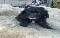 Doxiepoo dogs for sale: Doxiepoos - Image 13